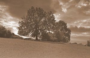Bäume in der Landschaft in Sepia.