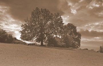 Bomen in het landschap in sepia. van Jose Lok