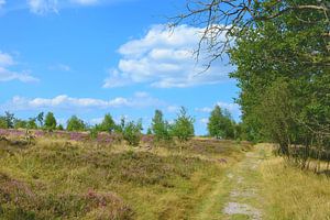 Heideblüte in der Lüneburger Heide