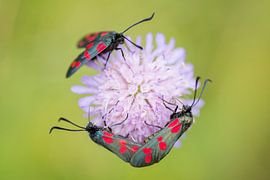 Sint Jansvlinders van Jarno van Bussel