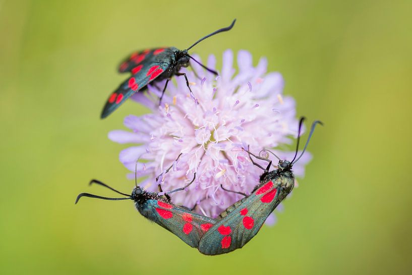 Papillons de la Saint-Jean par Jarno van Bussel