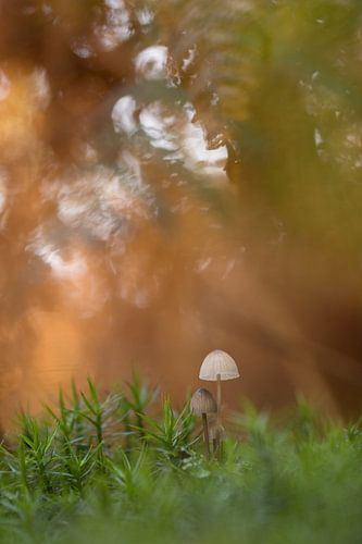 Een kleine fragiele paddenstoel: de Mycena