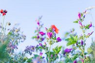 Wilde Zomer Bloemen in een veld bij Gewande 10 van FotoDennis.com | Werk op de Muur thumbnail