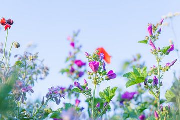 Wilde Sommerblumen auf einem Feld bei Gewande 10 von FotoDennis.com | Werk op de Muur