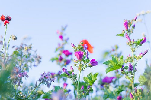 Wilde Bloemen Foto Canvas – Klaproos Zomerbloemen Wanddecoratie 12