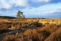 De betoverende schoonheid van de Drunense Duinen
