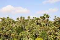 El Palmeral de Elche van Sven van Rooijen thumbnail