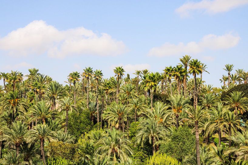 El Palmeral de Elche van Sven van Rooijen