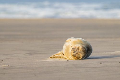 Seal on Terschelling