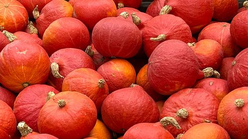 Pompoen na de oogst - Herfstfascinatie