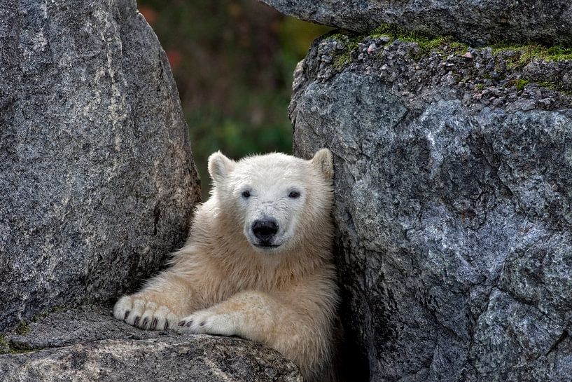 Polar Bear van Renald Bourque