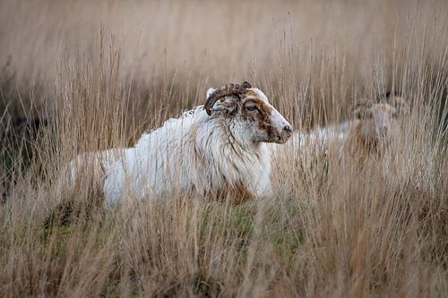Tête endormie sur Anna Koek