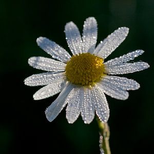Margarete