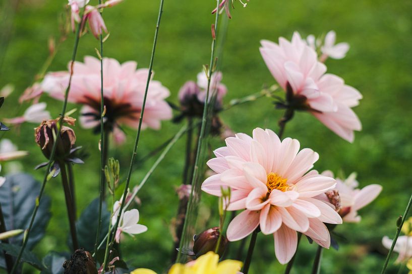 Garden dahlia von Luis Emilio Villegas Amador