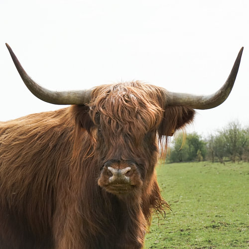 close up, schotse hooglander