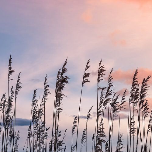 Reed plumes silhouettes
