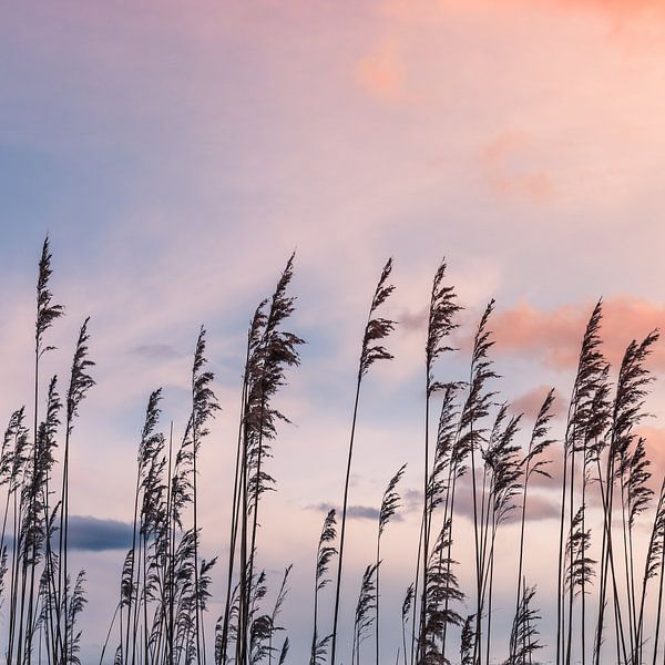 Reed plumes silhouettes by Jefra Creations