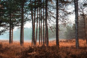 Conifères dans la brume Drunense Duinen