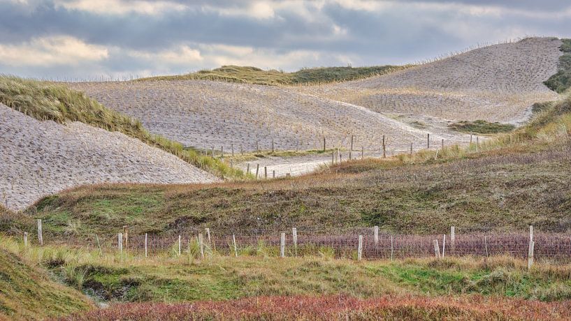 Dune landscape with new marram grass planting by eric van der eijk