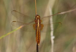 Feuerlibelle