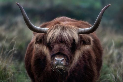 Scottish Highlander with blond moons