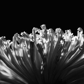 Blume Grün schwarz weiß von Moments by Astrid