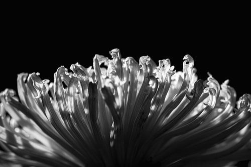 Blume Grün schwarz weiß