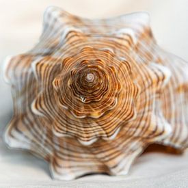 Snail shell Trapezoidal ribbon snail by Dieter Walther