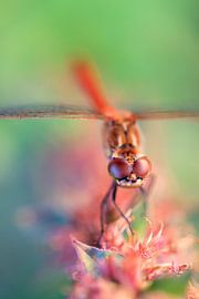 Bruinrode heidelibel von Dennis van de Water