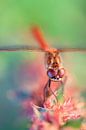 Bruinrode heidelibel par Dennis van de Water Aperçu
