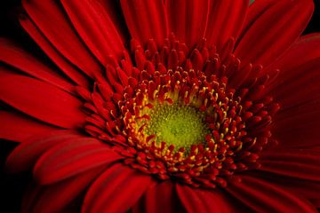 Deep red Gerbera with light colored core by Abraham van Leeuwen