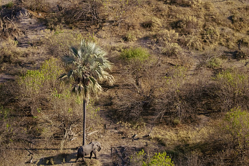 Un éléphant solitaire près d'un arbre