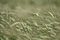 Wheat in its finest form.