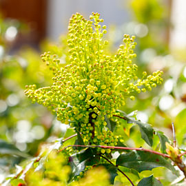 Oregon grape mahonia aquifolium yellow flower buds blooming in spring by de-nue-pic