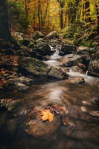 Gestrandet auf einem Stein von Loris Photography