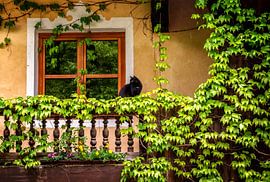 Katzenbalkon von Thomas Heitz