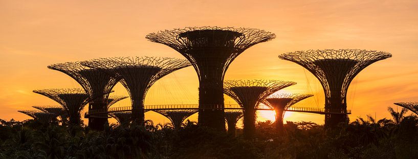 Super-arbres au lever du soleil, Jardins au bord de la baie, Singapour, Singapour, Asie par Markus Lange