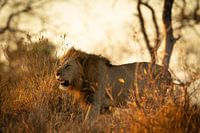 Leo