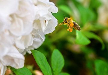 Honey bee approaching a rose blossom by ManfredFotos