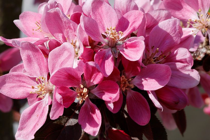 Branch with pink apple blossom in the spring by Ans van Heck
