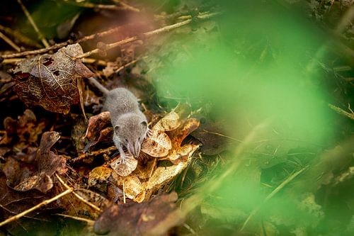 Baby spitsmuisjes in het bos op zoek naar voedsel