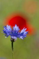 Korenbloem in rood