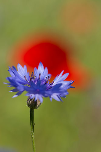 Cornflower