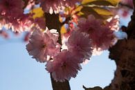 Roze bloesems van een sierkers in het zonlicht 3 van Adriana Müller thumbnail