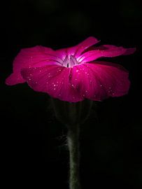 Kronen-Lichtnelke von Maximilian Krane