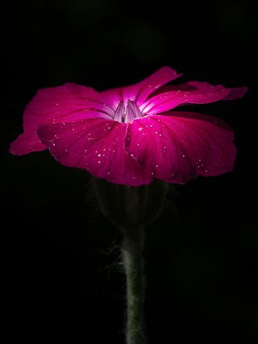 Crown light carnation