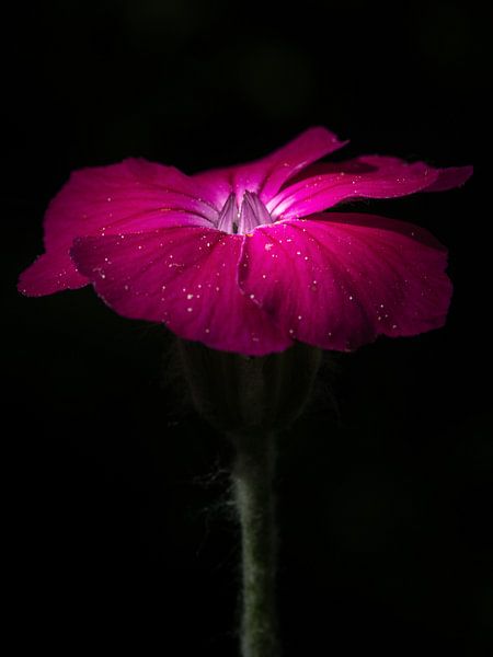 Œillet clair couronne par Maximilian Krane