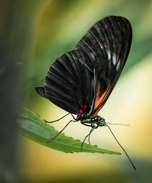 Schmetterling von Willem  Bentink