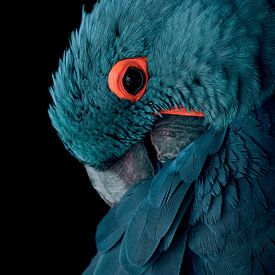 Blue macaw with vintage color scheme by Designer