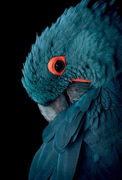 Blauwe ara vogel met vintage kleurstelling - Blauw - Papegaai - Ara - Kaketoe - Vogel - Vleugels - V van Designer